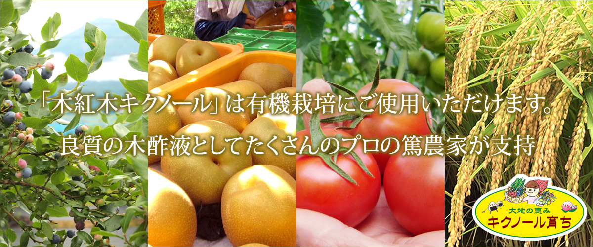 キクノール育ち