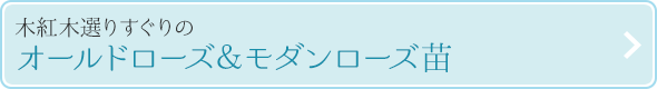 オールド&モダンローズ苗