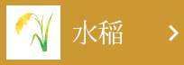 水稲