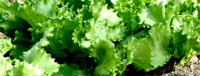 レタス