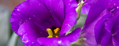 トルコキキョウ