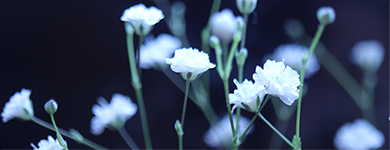 かすみ草/あじさい