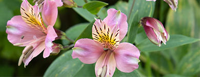 アルストロメリア