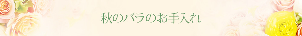 盛夏のバラのお手入れ