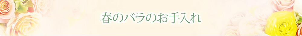 春のバラのお手入れ