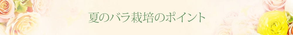 盛夏のバラのお手入れ