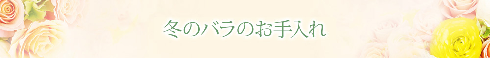 冬のバラのお手入れ